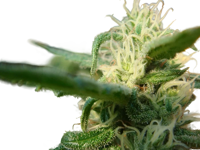 Angels Breathe | PHOTOREG | Mr. Nice Seedbank