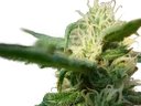 Angels Breathe | PHOTOREG | Mr. Nice Seedbank