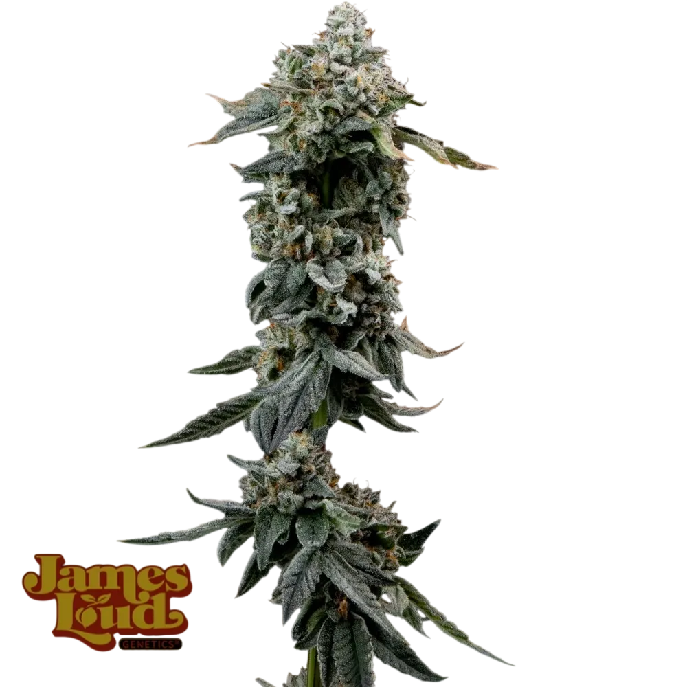 Heavy Z | PHOTOFEM | James Loud Genetics