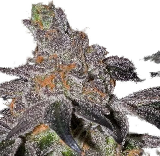 Animal Cookies | PHOTOREG | BC Bud Depot