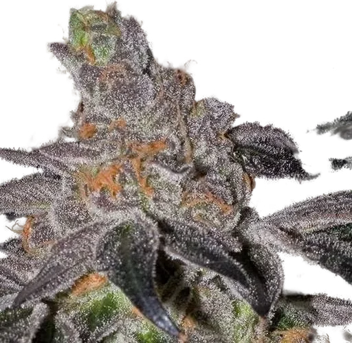 Animal Cookies