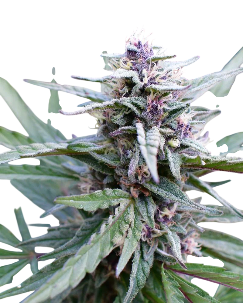 Hi-Biscus | PHOTOFEM | Humboldt Seed Co.