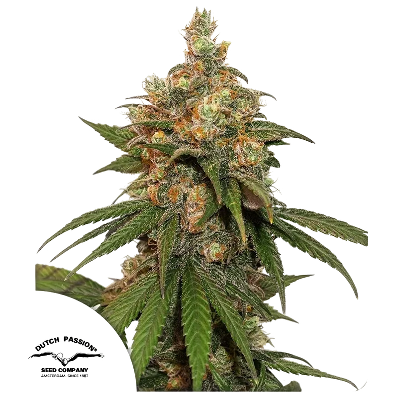 HiFi 4G | PHOTOFEM | Dutch Passion