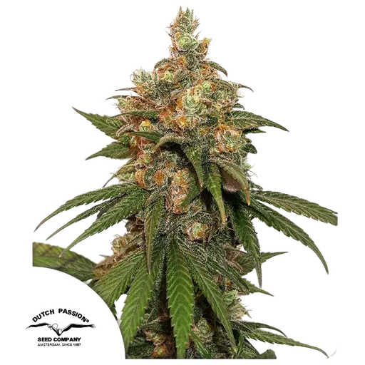 HiFi 4G | PHOTOFEM | Dutch Passion