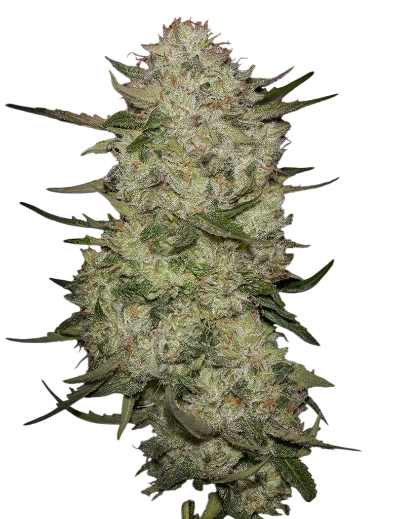 Highcloudz Auto | AUTOFEM | Greenhouse Seed Co.