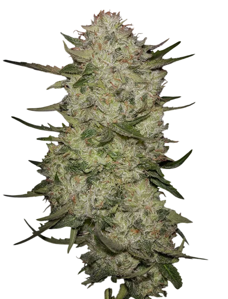Highcloudz Auto | AUTOFEM | Greenhouse Seed Co.