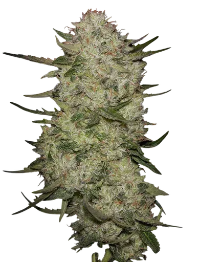 Highcloudz Auto