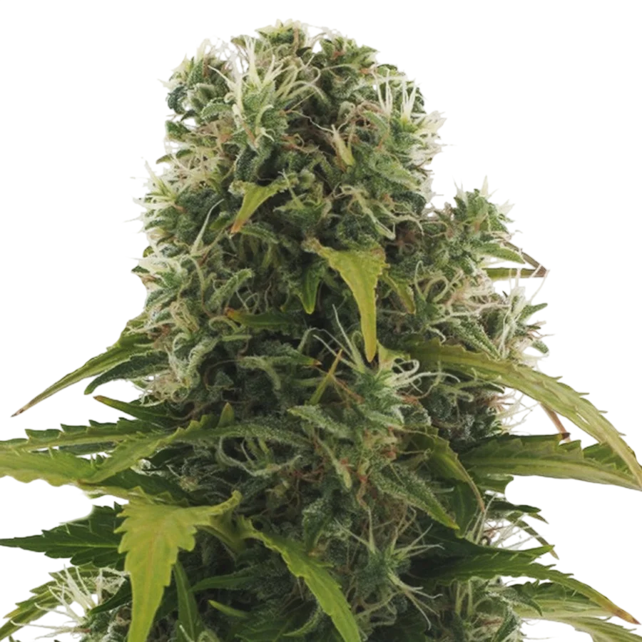 High Density Auto | AUTOFEM | Heavyweight Seeds