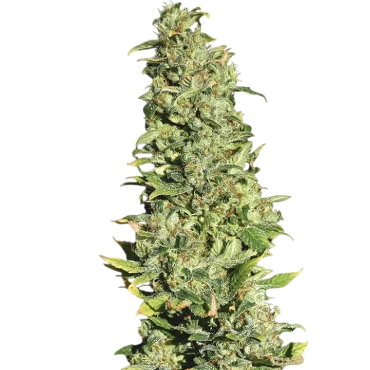 High Level | PHOTOFEM | Eva Seeds