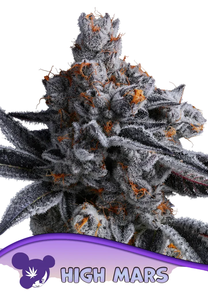 High Mars | PHOTOFEM | Anesia Seeds