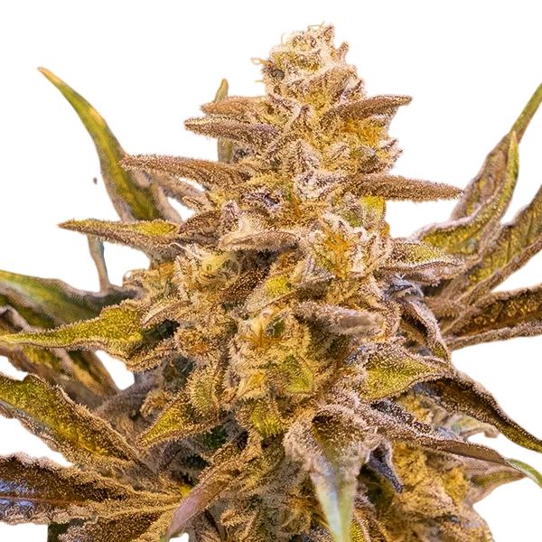 High Voltage Auto | AUTOFEM | High Speed Buds