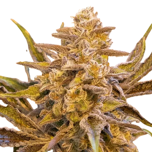 High Voltage Auto
