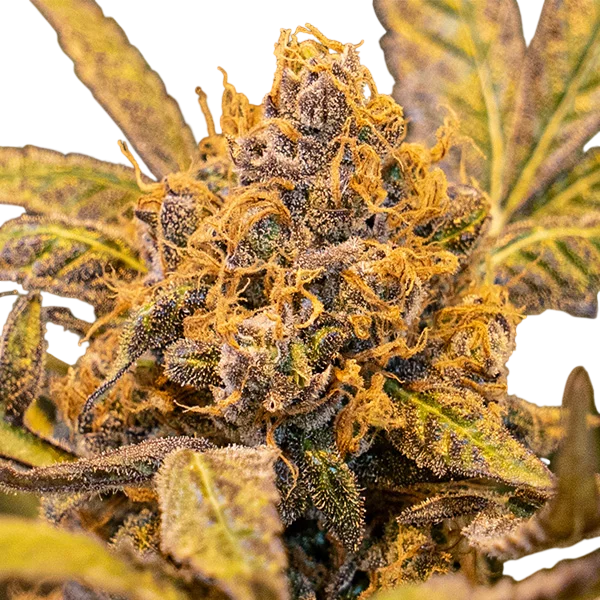 High Voltage FAST | PHOTOFEM | High Speed Buds