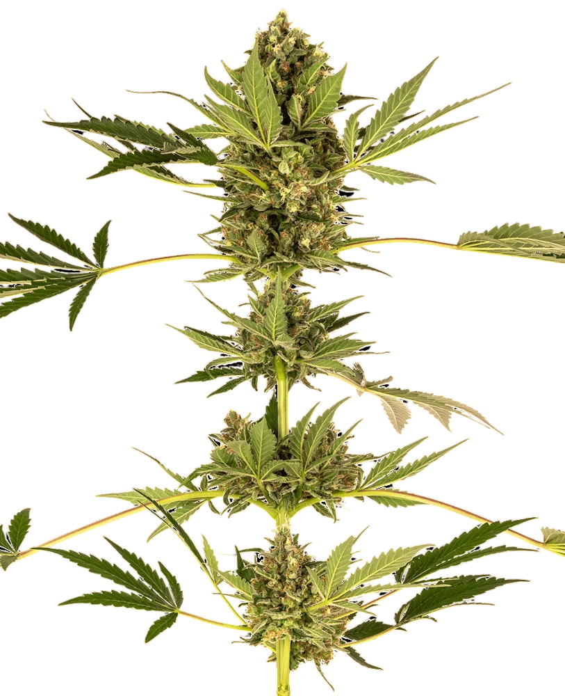 Himalayan CBD | PHOTOFEM | Sensi Seeds