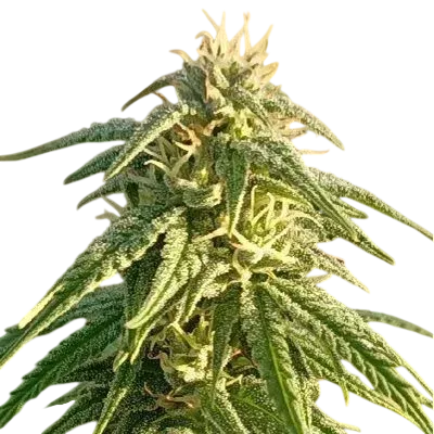 Himalayan Snow | PHOTOREG | Ace Seeds