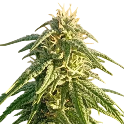 Himalayan Snow | PHOTOREG | Ace Seeds