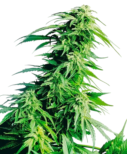Hindu Kush