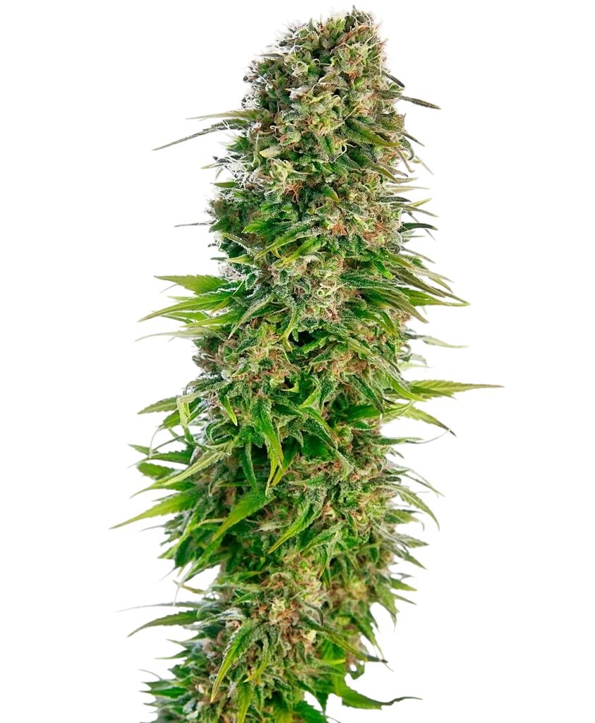 Hindu Kush Auto | AUTOFEM | Sensi Seeds