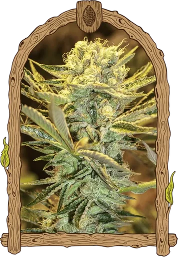 Hippieberry