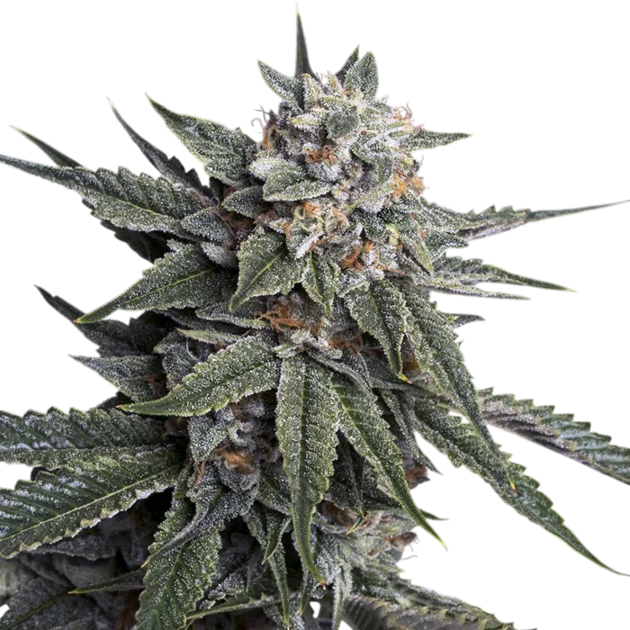 Holy Grail Kush | PHOTOFEM | DNA Genetics