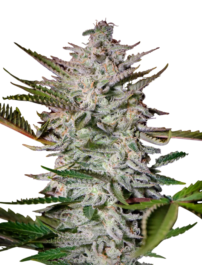 Holy Punch | PHOTOFEM | Greenhouse Seed Co.