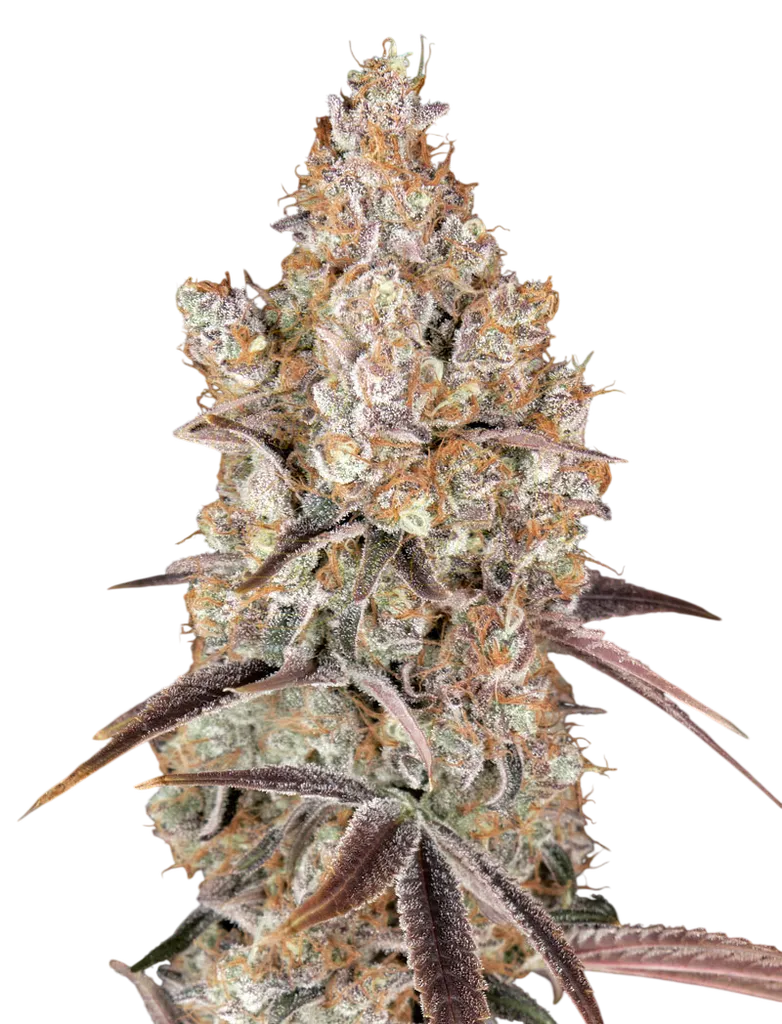 Holy Snow | PHOTOFEM | Greenhouse Seed Co.