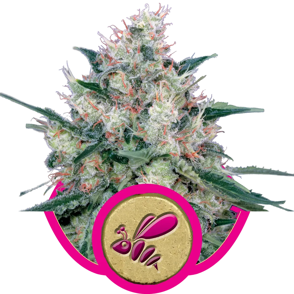 Honey Cream FAST Version | PHOTOFEM | Royal Queen Seeds