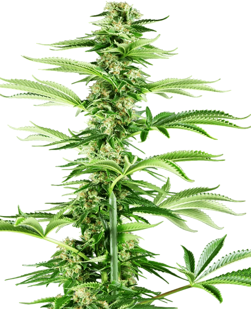 Honey Melon Haze | PHOTOFEM | Sensi Seeds