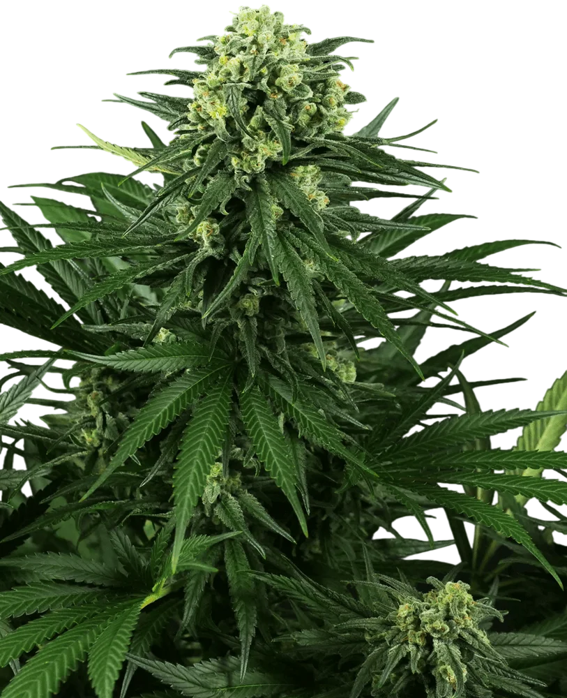 Honey Melon Kush | PHOTOFEM | Sensi Seeds