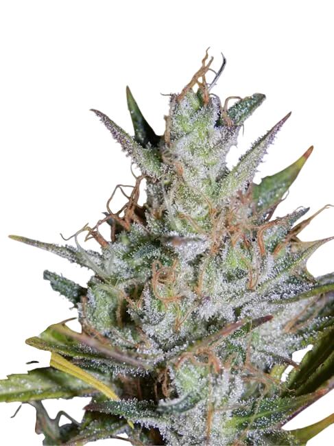 Hubbabubbasmelloscope Auto | AUTOFEM | Mephisto Genetics