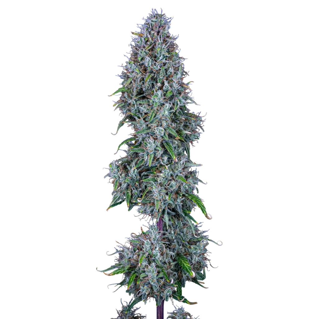 Hubbabubbasmelloscope Auto | AUTOFEM | Mephisto Genetics