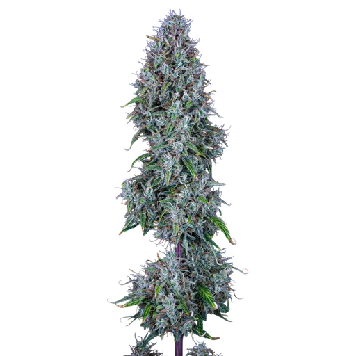 Hubbabubbasmelloscope Auto