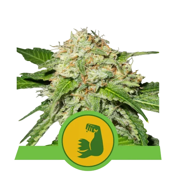 HulkBerry Auto | AUTOFEM | Royal Queen Seeds