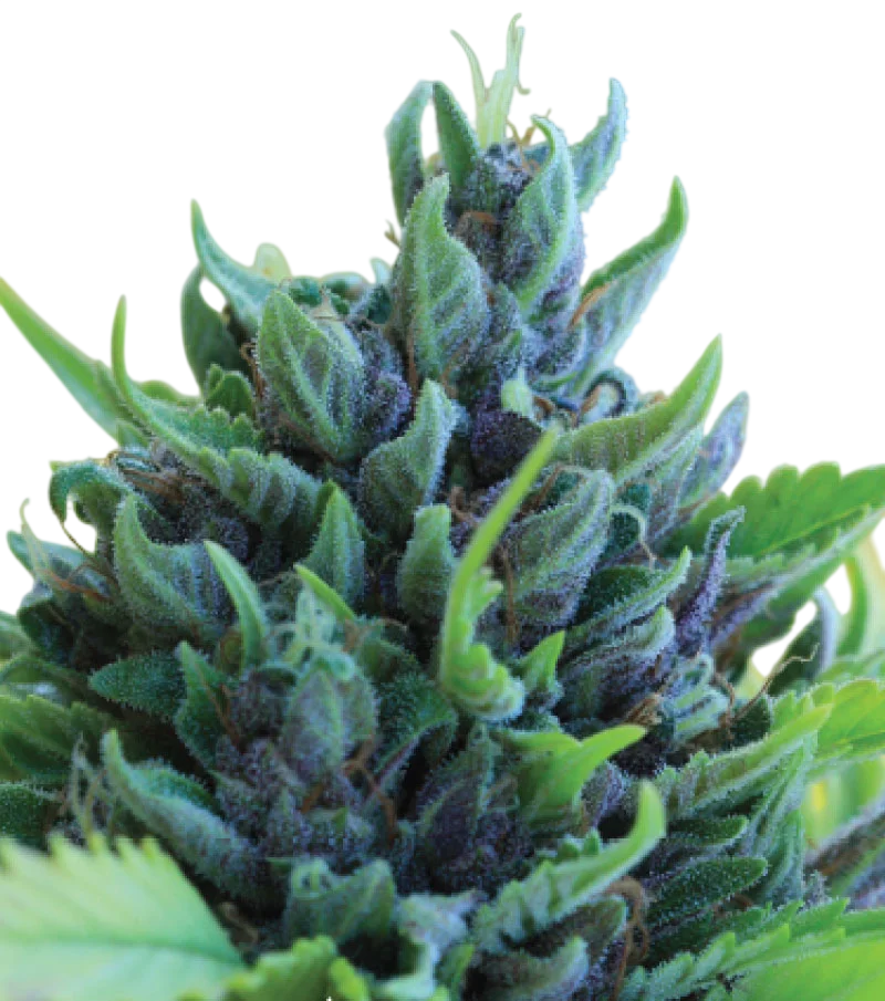 Humboldt Dream Auto | AUTOFEM | Humboldt Seed Co.