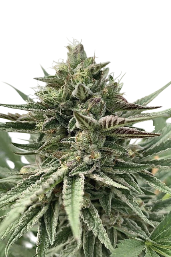 Humboldt Pound Cake | PHOTOFEM | Humboldt Seed Co.