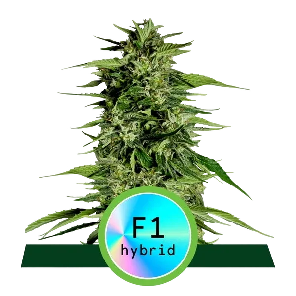 Hyperion F1 Auto | AUTOFEM | Royal Queen Seeds