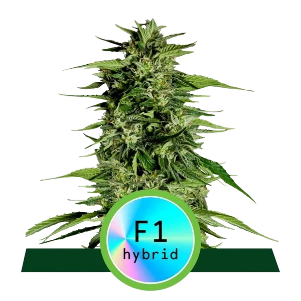 Hyperion F1 Auto | AUTOFEM | Royal Queen Seeds