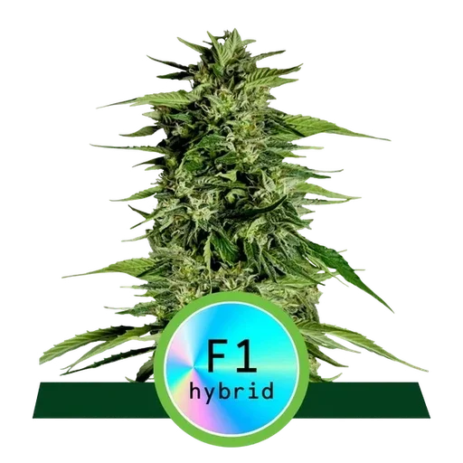 Hyperion F1 Auto