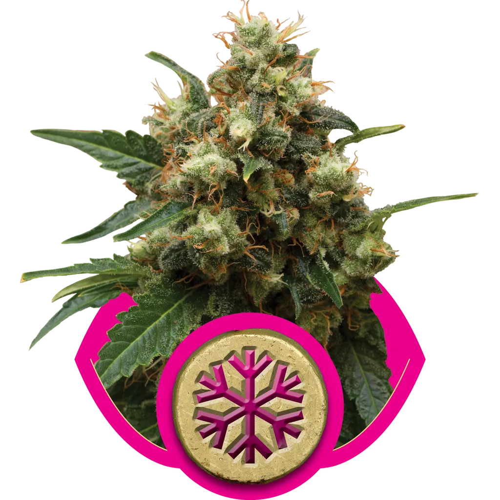 Ice | PHOTOFEM | Royal Queen Seeds