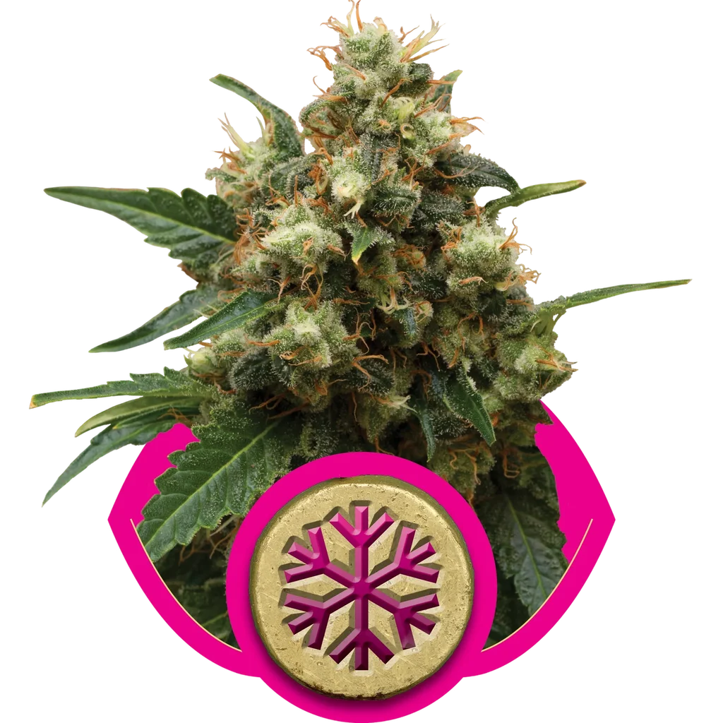 Ice | PHOTOFEM | Royal Queen Seeds
