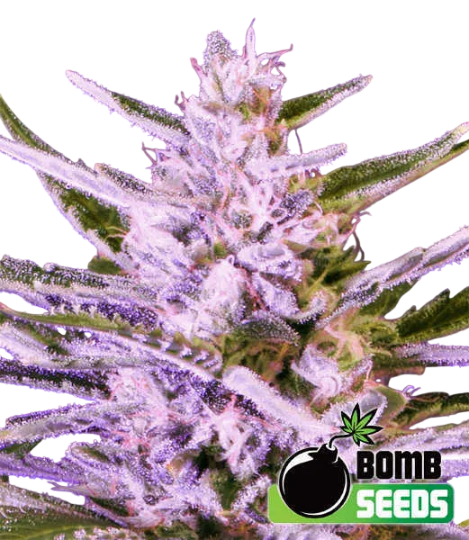 Ice Bomb | PHOTOFEM | Bomb Seeds