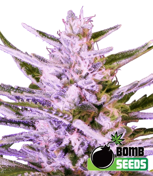 Ice Bomb | PHOTOFEM | Bomb Seeds
