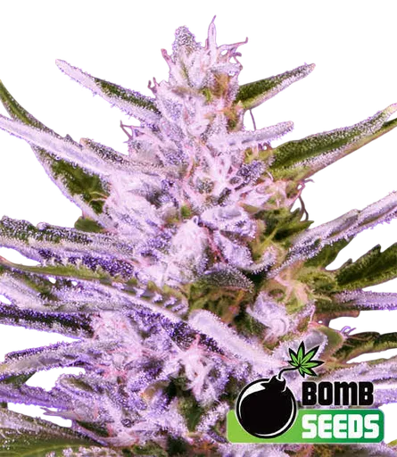 Ice Bomb