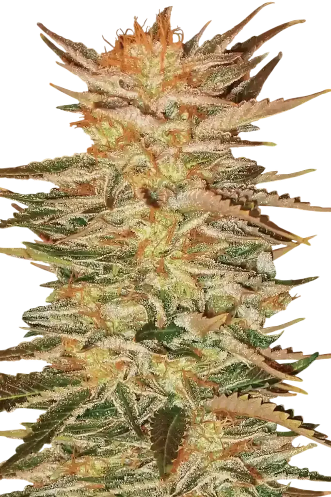 Ice Cream | PHOTOFEM | Paradise Seeds