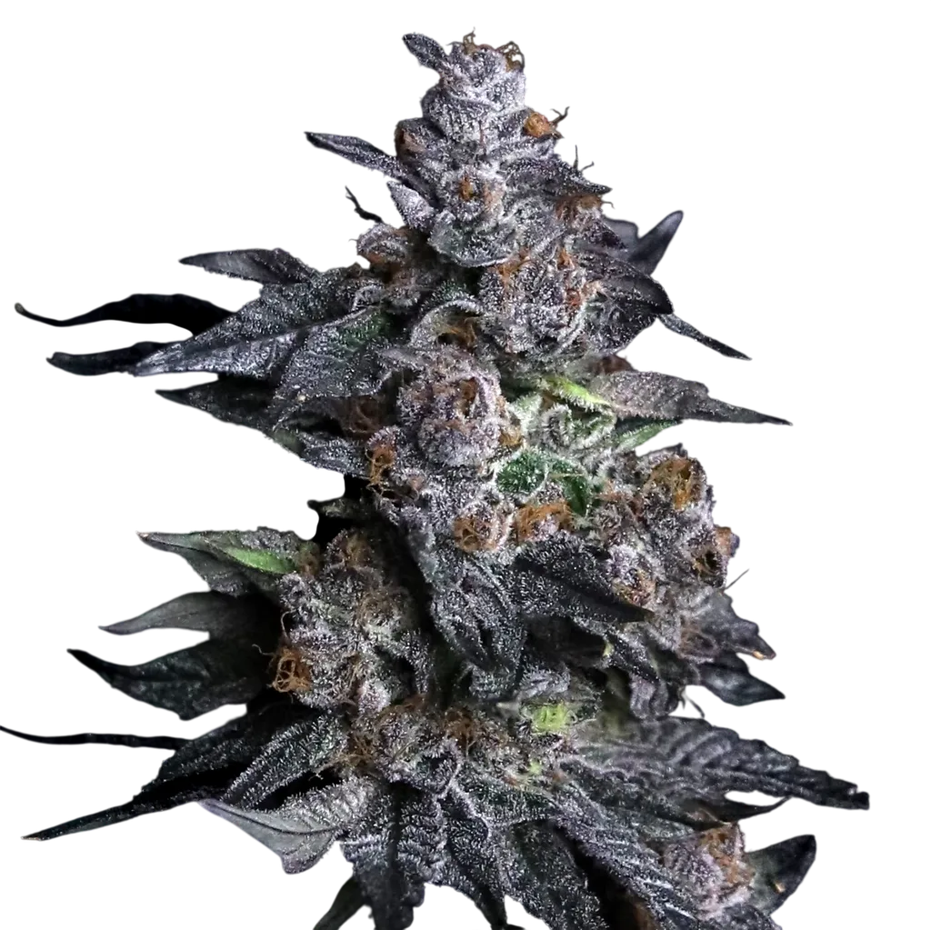 Apple Candie | PHOTOFEM | Elev8 Seeds