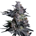 Apple Candie | PHOTOFEM | Elev8 Seeds