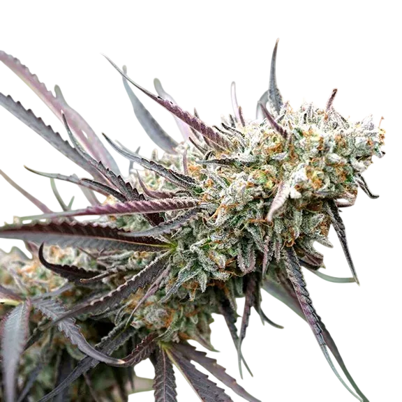 Ice Cream Cake FAST | PHOTOFEM | Humboldt Seed Org.