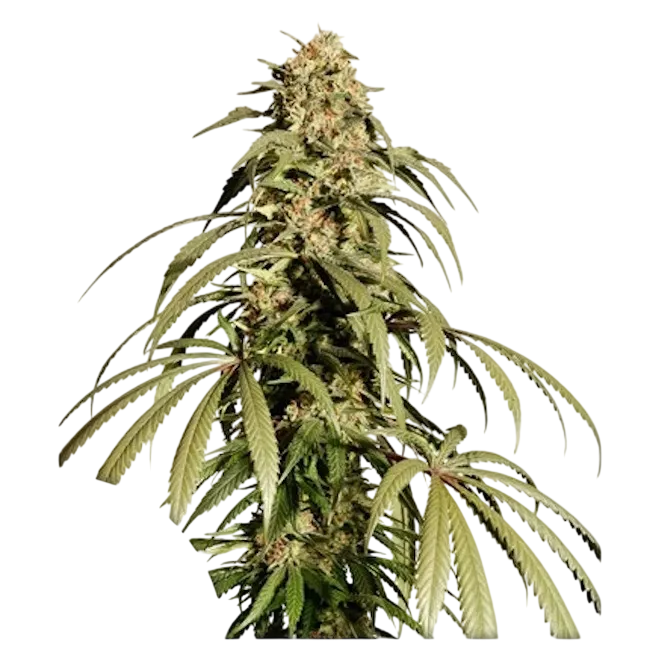 Ice Cream Haze | PHOTOFEM | Dutch Passion