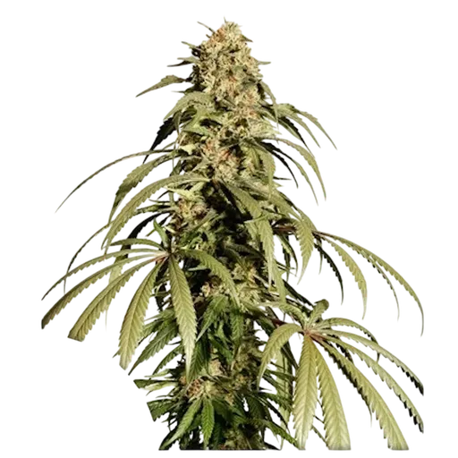 Ice Cream Haze | PHOTOFEM | Dutch Passion