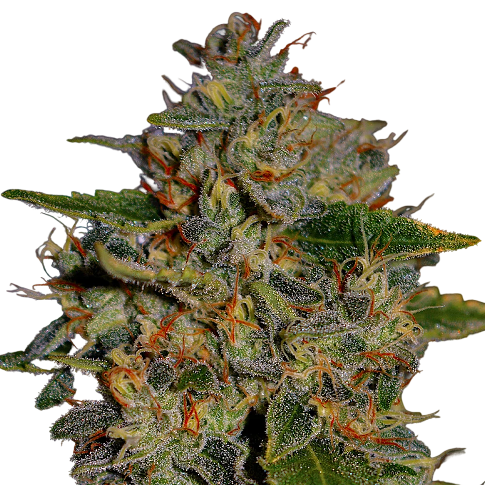 Apple Crumble | PHOTOFEM | G13 Labs